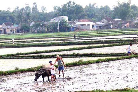 Lưu ý trong sản xuất lúa hè thu